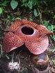 rafflesia